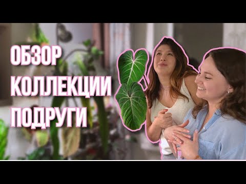 Видео: ОБЗОР КОЛЛЕКЦИИ РАСТЕНИЙ У АНИ