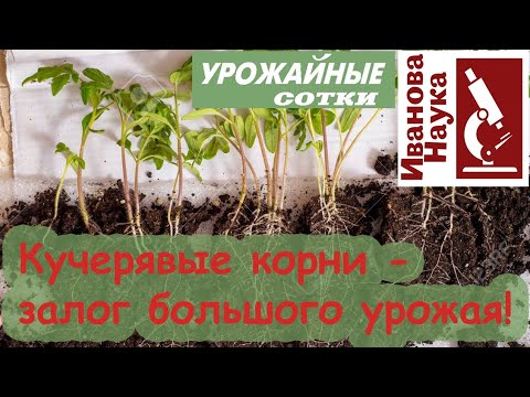 Видео: Не упустите шанс получить крепкую рассаду! Магнит для корней - самый простой способ.
