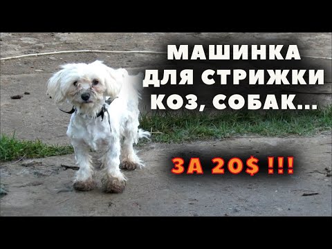 Видео: Супер машинка для стрижки животных!