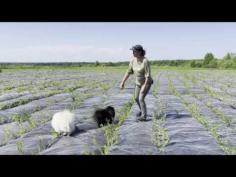 Видео: Русская ива. Видео-обзор. Посадка основной плантации и новых сортов ивы 2021г.