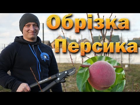 Видео: Обрезка персика на веретено. Обрезка молодого персика