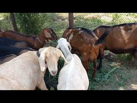 Видео: Идём собирать клубнику на полях. Козы. Вакуумирую сыр.