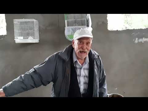 Видео: Канарейки- птичий рынок города Шымкент , май 2022 года