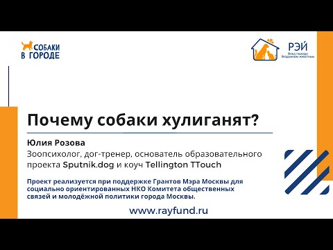 Видео: Почему собаки хулиганят?