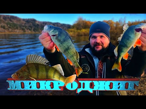 Видео: Осенний жор ОГРОМНЫХ ОКУНЕЙ. Рыбалка микроджиг спиннинг на реке.