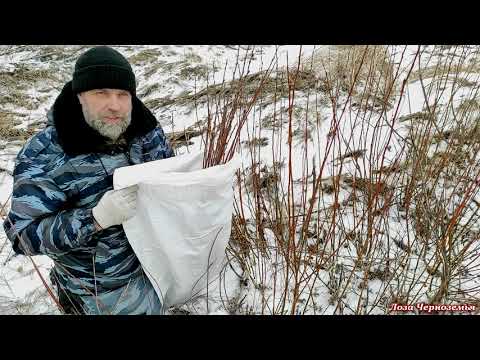 Видео: Заготовка прута для плетения корзин и корзинок. Еду на целое поле лозы.