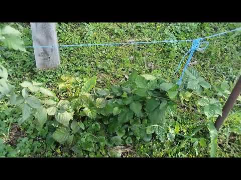 Видео: Ежевика, мои новые посадки. Арапахо, Галактика. Саженцы с Валберис. 4 июля 2025