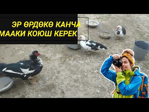 Видео: бир корозго ?канча өрдөк маки коюш керек
