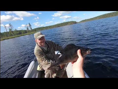 Видео: Рыбаки ОБАЛДЕЛИ от этих ОГРОМНЫХ окуней и щуки. Рыбалка в Карелии на спиннинг. .#рыбалкавкарелии2022