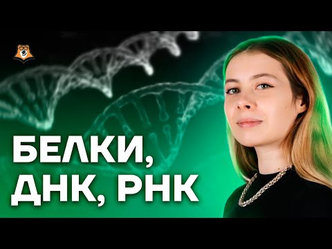 Видео: Белки, ДНК, РНК | Биология ЕГЭ 10 класс | Умскул