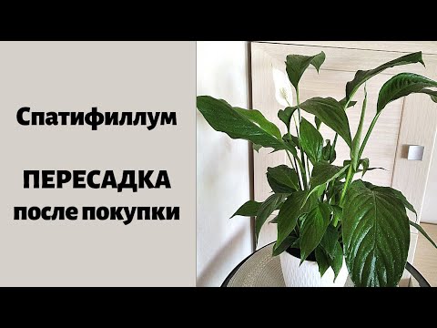 Видео: Спатифиллум (женское счастье 💕), пересадка после покупки. Залиты корни, что делать?