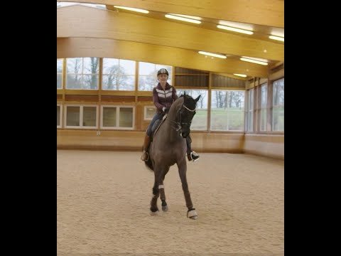 Видео: Принимание в выездке - шаг за шагом, подробный мастер-класс.