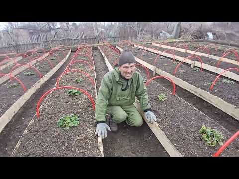 Видео: Делаем биогумуз для клубники ❤️