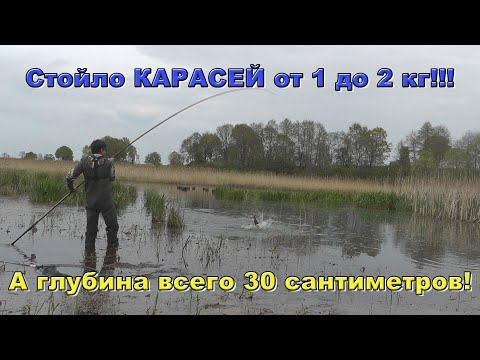 Видео: Шок рыбалка на огромного карася. Ловлю карася больше кило на удочку с боковым кивком.