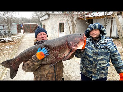 Видео: КРУПНЫЙ ЭКЗЕМПЛЯР ! ШАШЛЫК ИЗ ДИКОГО ЛОБИКА И ПИРОГ ИЗ ИКРЫ #шашлык #рецепт #толстолобик