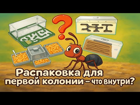 Видео: Погружаюсь в мир мирмикиперства — с чего всё начинается? Распаковка первой посылки. Messor Barbarus
