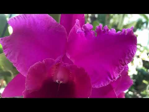 Видео: Полив Каттлей, Уход / C. labiata, Blc. Burdekin Storm Midnight.