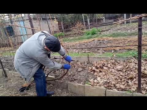 Видео: Изменение формировки старого куста винограда   часть вторая