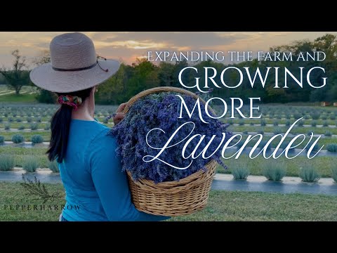 Видео: Где мы были? | PepperHarrow