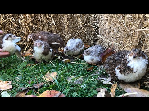 Видео: Когда добавлять новых производителей и когда приливать новую кровь! Всё о перепелах Coturnix