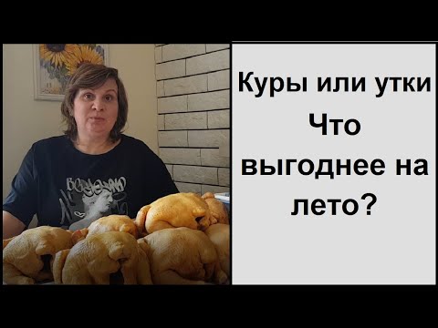 Видео: Куры, утки, муларды или индюки - какую птицу выгодно выращивать или разводить?!