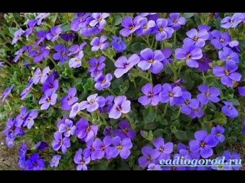 Видео: АУБРЕЦИЯ Aubrieta черенкование, и выращивание.