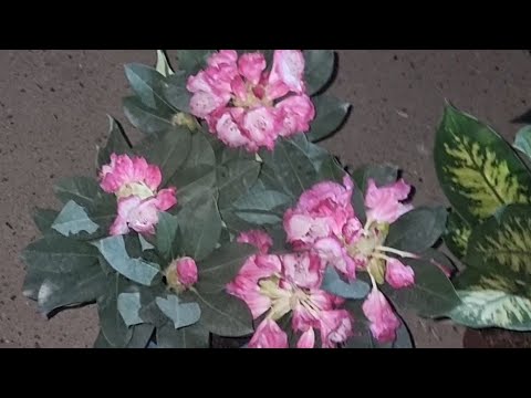 Видео: АНДИЖОН ЖАХОН БОЗОРИ ОПТОМ ГУЛ БОЗОРИ ПАЙШАНБА КУНГИ ХОЛАТ ЭНДИ ФАКАТ ДУШАНБА КУНИ ОПТОМ БОЗОР БУЛАД