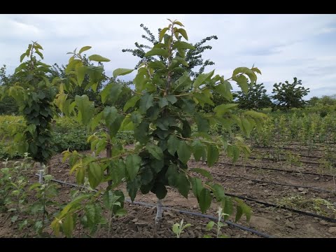 Видео: Формировка черешни. Основные правила формировки черешни всех осевых систем. Sweet cherry formation.