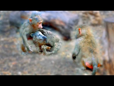 Видео: Грязные игры Тоси и Мани, носуха требует защиты !Гамадрилы превратились в ПОРОСЯТ! Тайган