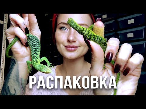 Видео: Свежая поставка из Индонезии/Выдра помогает с распаковкой