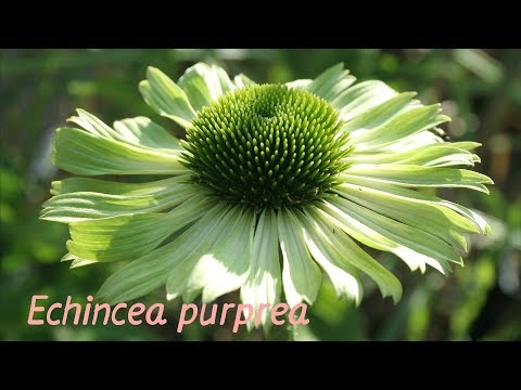 Видео: ЭХИНАЦЕЯ от А до Я (кладезь для иммунитета)