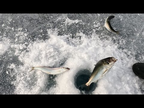 Видео: Нашли крупняка! Рыбалка на омуля! Байкал!