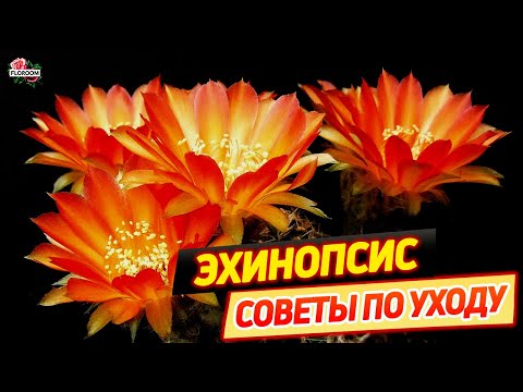 Видео: Эхинопсис: советы и рекомендации по уходу