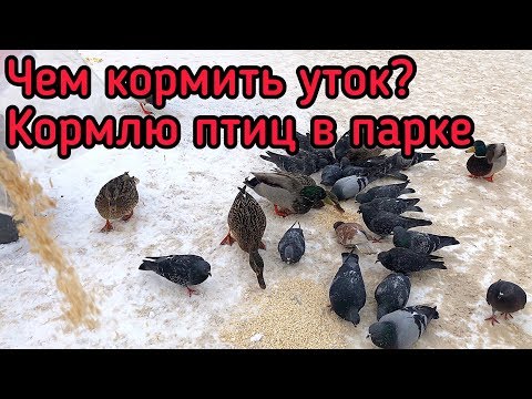 Видео: Чем кормить уток? Кормлю птиц в городском парке