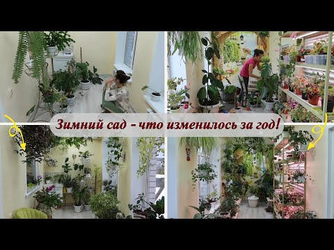 Видео: Зимний сад - какие изменения произошли за год!