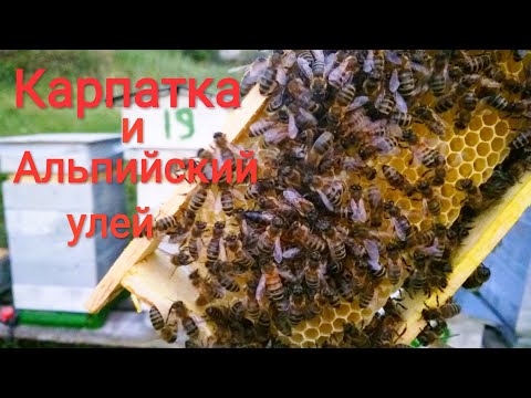 Видео: Карпатка и Альпийский улей