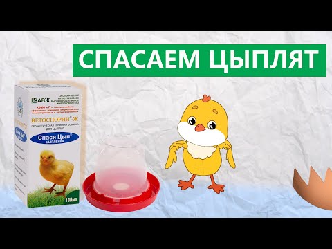 Видео: Спаси Цып: живые бактерии спасают цыплят
