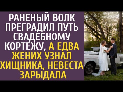 Видео: АУДИОИСТОРИЯ: Раненый волк преградил путь свадебному кортежу