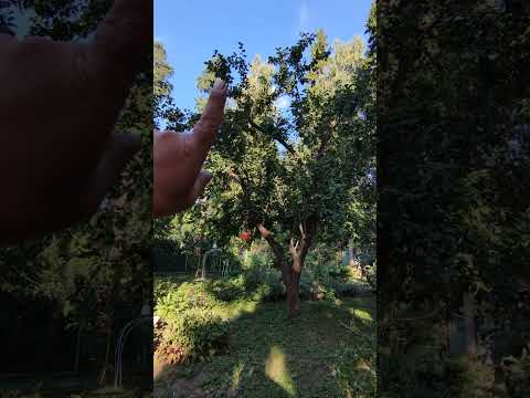 Видео: ленивая обрезка яблони до обрезки