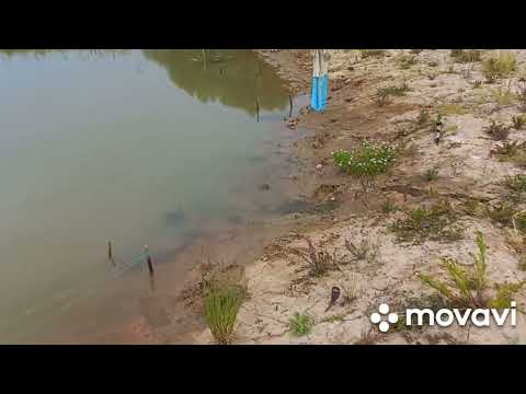 Видео: цапля задолбала!!!