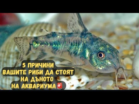 Видео: 5 ПРИЧИНИ РИБИТЕ ДА СТОЯТ НА ДЪНОТО  НА АКВАРИУМА