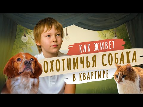 Видео: Охотничья собака и кот живут в одной квартире! Мой питомец Эспаньол Бретон