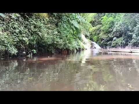 Видео: Живописная природа с шумом реки и пением птиц в формате HD 1080p