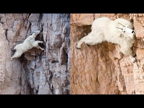 Видео: ГОРНЫЕ КОЗЛЫ - эти ребята плюют на законы физики несмотря на копыта!