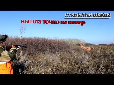 Видео: охота на зайца 2025   косуля вышла на Петровича!