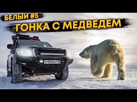Видео: КАК МЫ НА МАШИНЕ ДОГНАЛИ БЕЛОГО МЕДВЕДЯ. С КАКОЙ СКОРОСТЬЮ БЕГАЕТ ДИКИЙ МЕДВЕДЬ. О.БЕЛЫЙ #5
