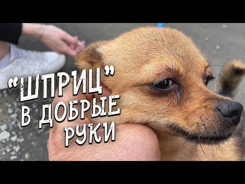 Видео: Спасение животных /  Собака метит хозяина. Это нормально?