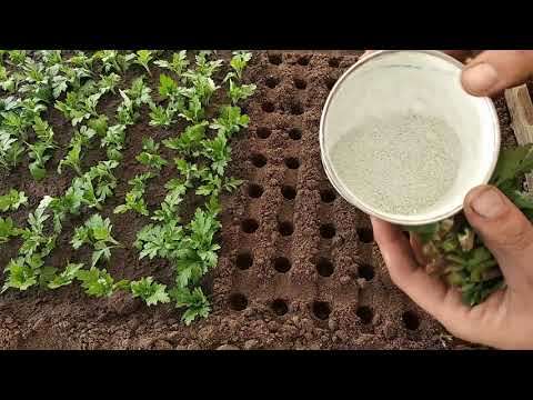 Видео: Хризантема.Черенкование.Укоренение.