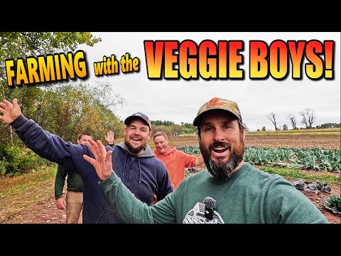 Видео: Я посетил Veggie Boys и помог собрать урожай картофеля!