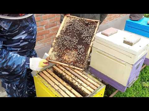 Видео: Лучше Качество, чем Количество#пчеловодство#пасека#пчёлы#изоляцияматок#Малыхин#Миленин#Гопка#весна.